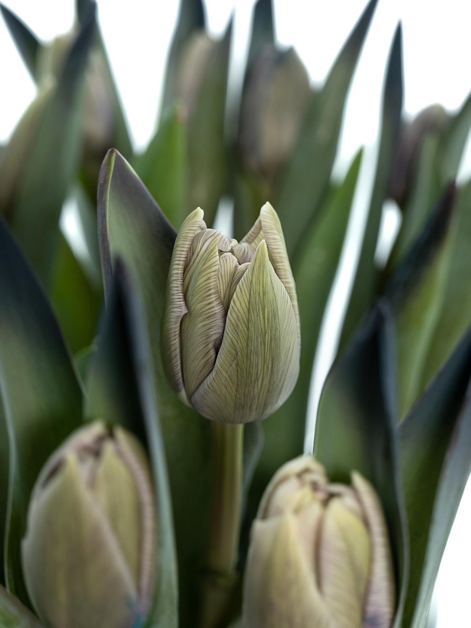 blumigo-tulpen-dusty-olive-schnittblume-grau-creme-gef-llt image 3