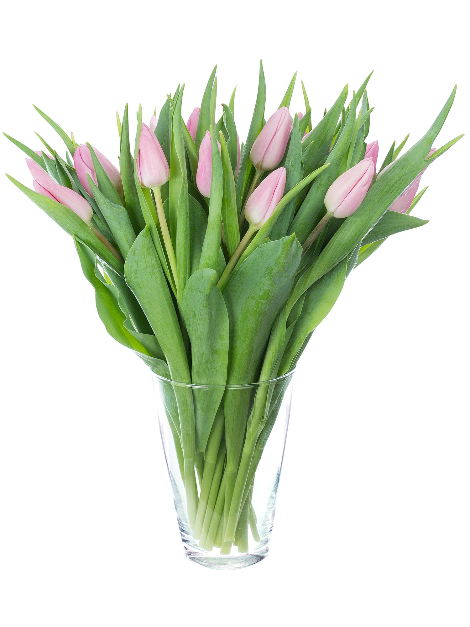 blumigo-tulpen-aafke-rosa-schnittblumen-frisch image 2