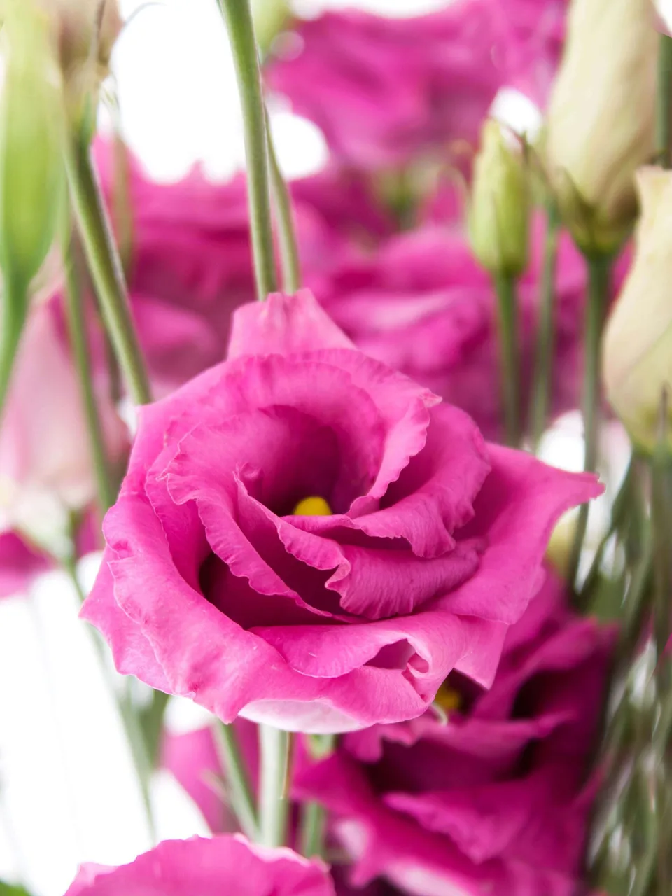 blumigo-lisianthus-arosa-red-schnittblume-pink image 1