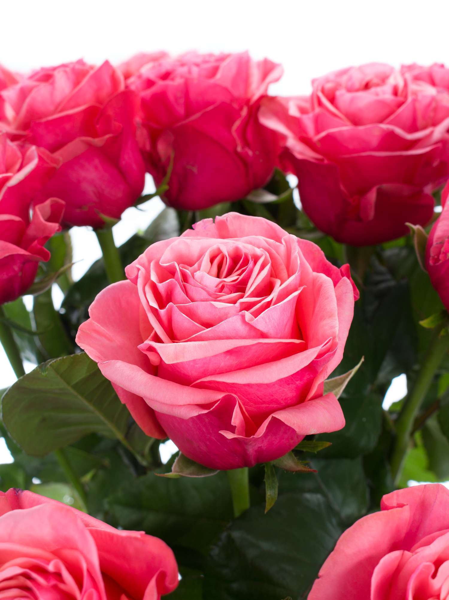 blumigo-bubblegum-rosen-pink-schnittblumen-frisch-rosa image 1