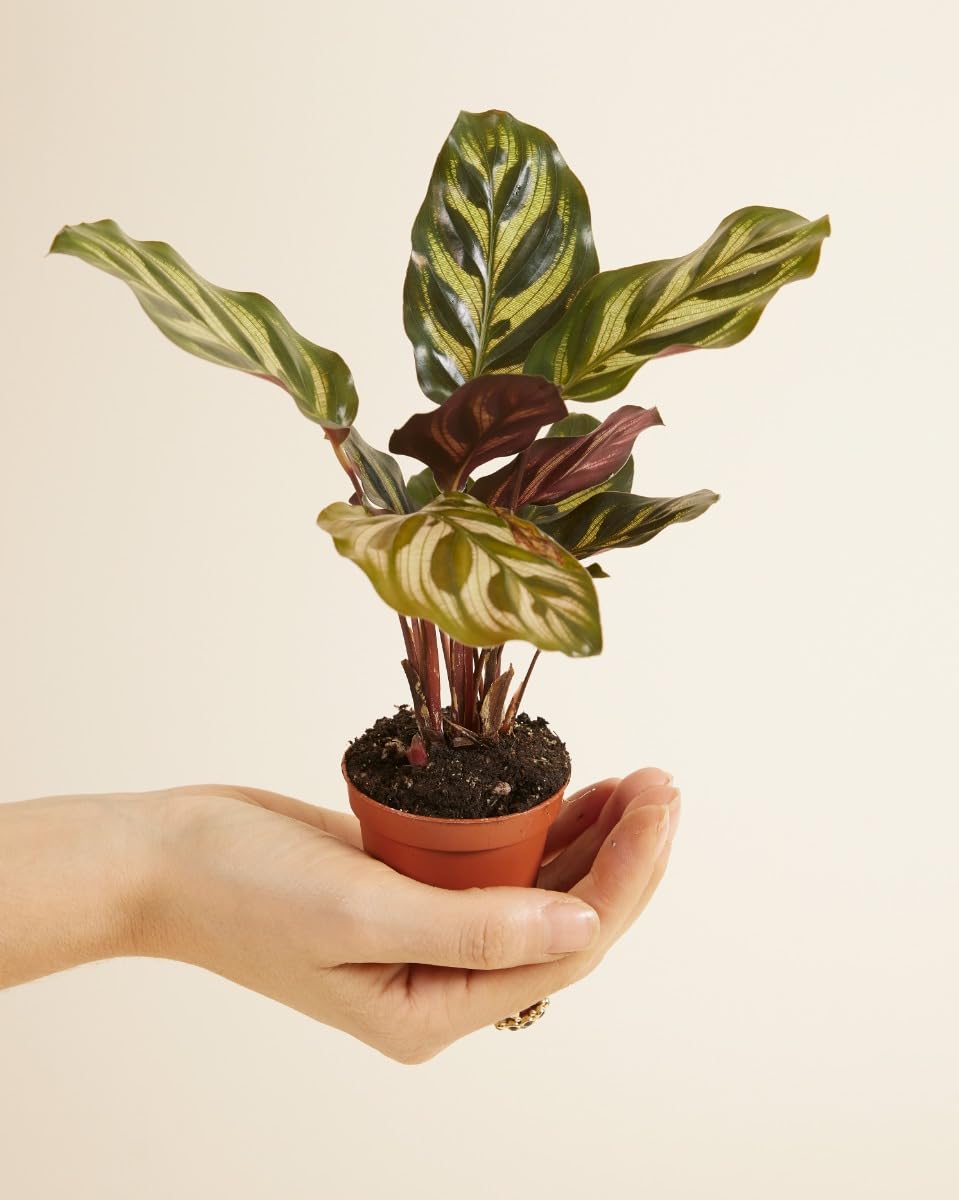 plnts-babyplnts-baby-calathea-makoyana-mini-10cm-haustierfreundlich image 2