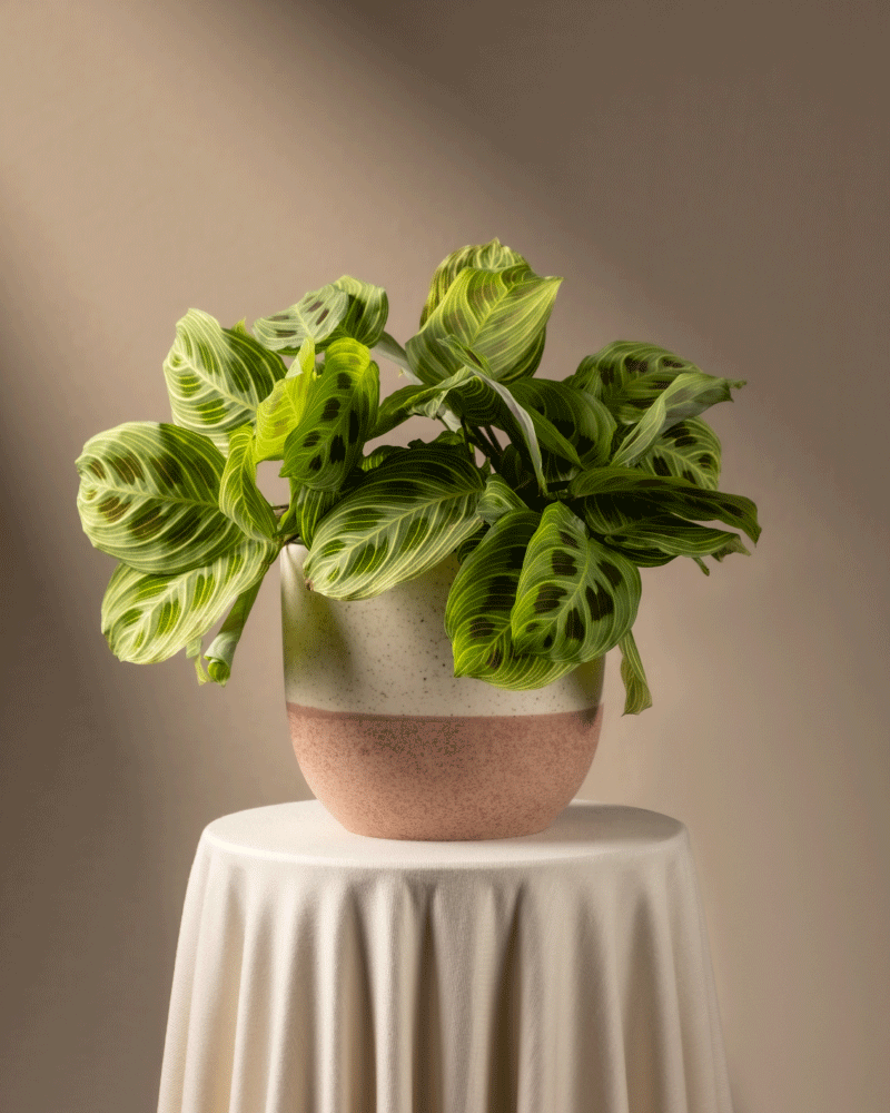 feey-variado-maranta-light-veins-zimmerpflanze-ohne-bertopf image 5