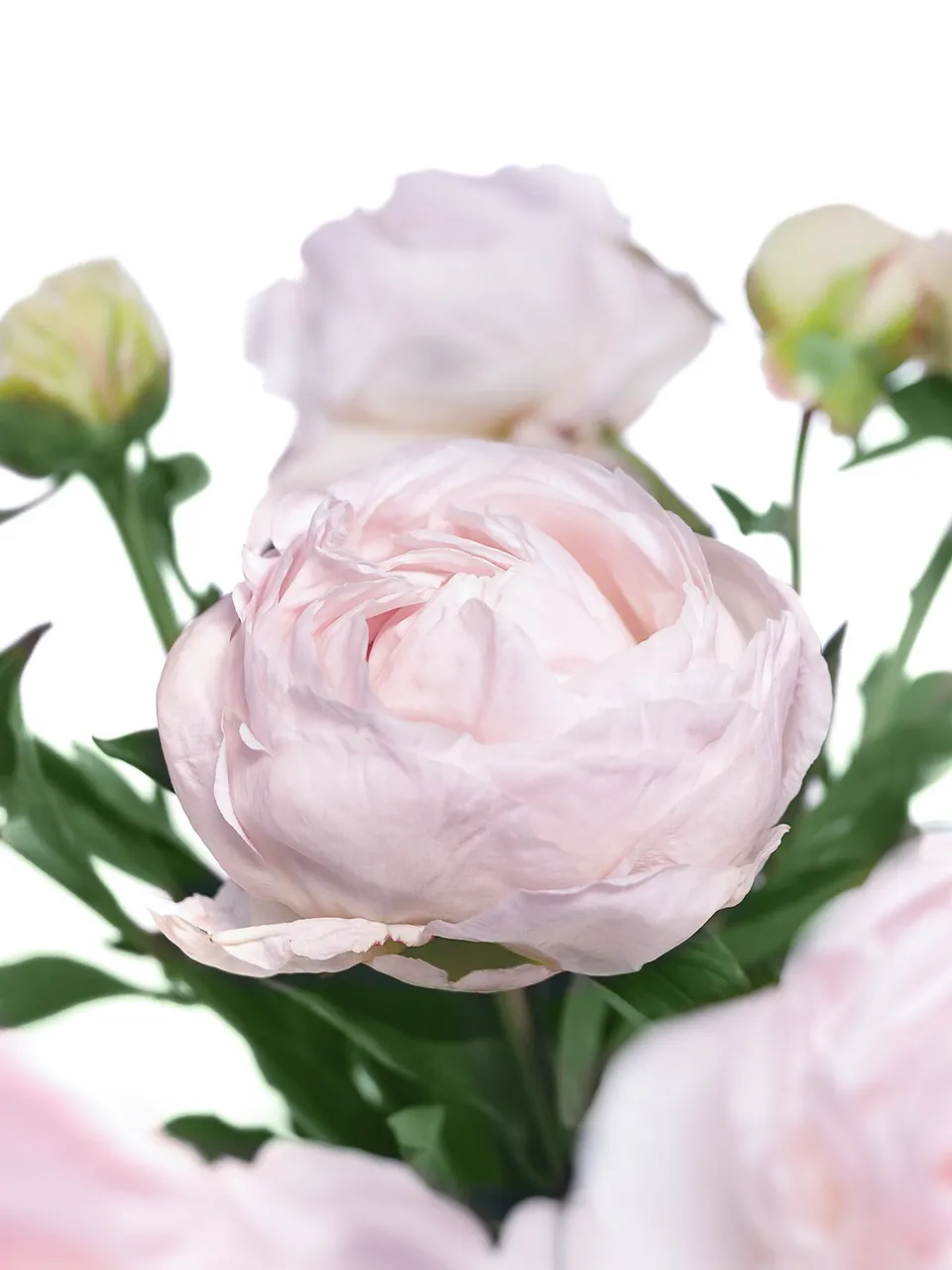 blumigo-pfingstrosen-mothers-choice-schnittblume-wei-rosa image 1
