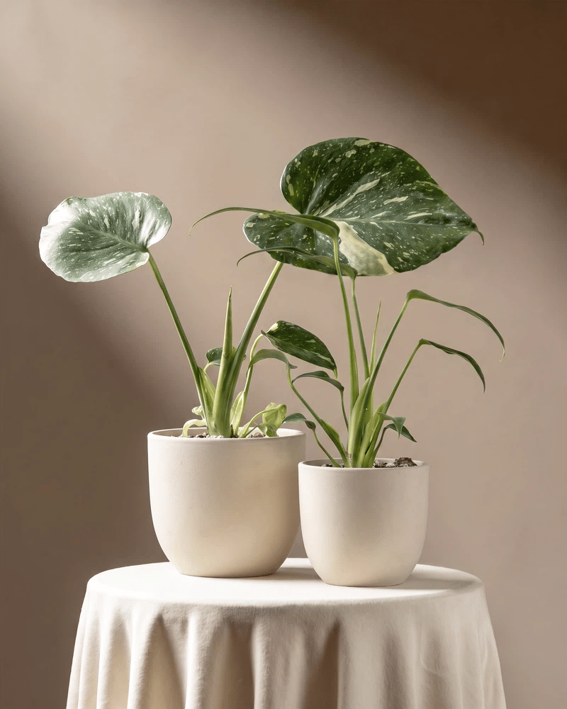 feey-variado-monstera-rarit-ten-duo-thai-flame-set image 7