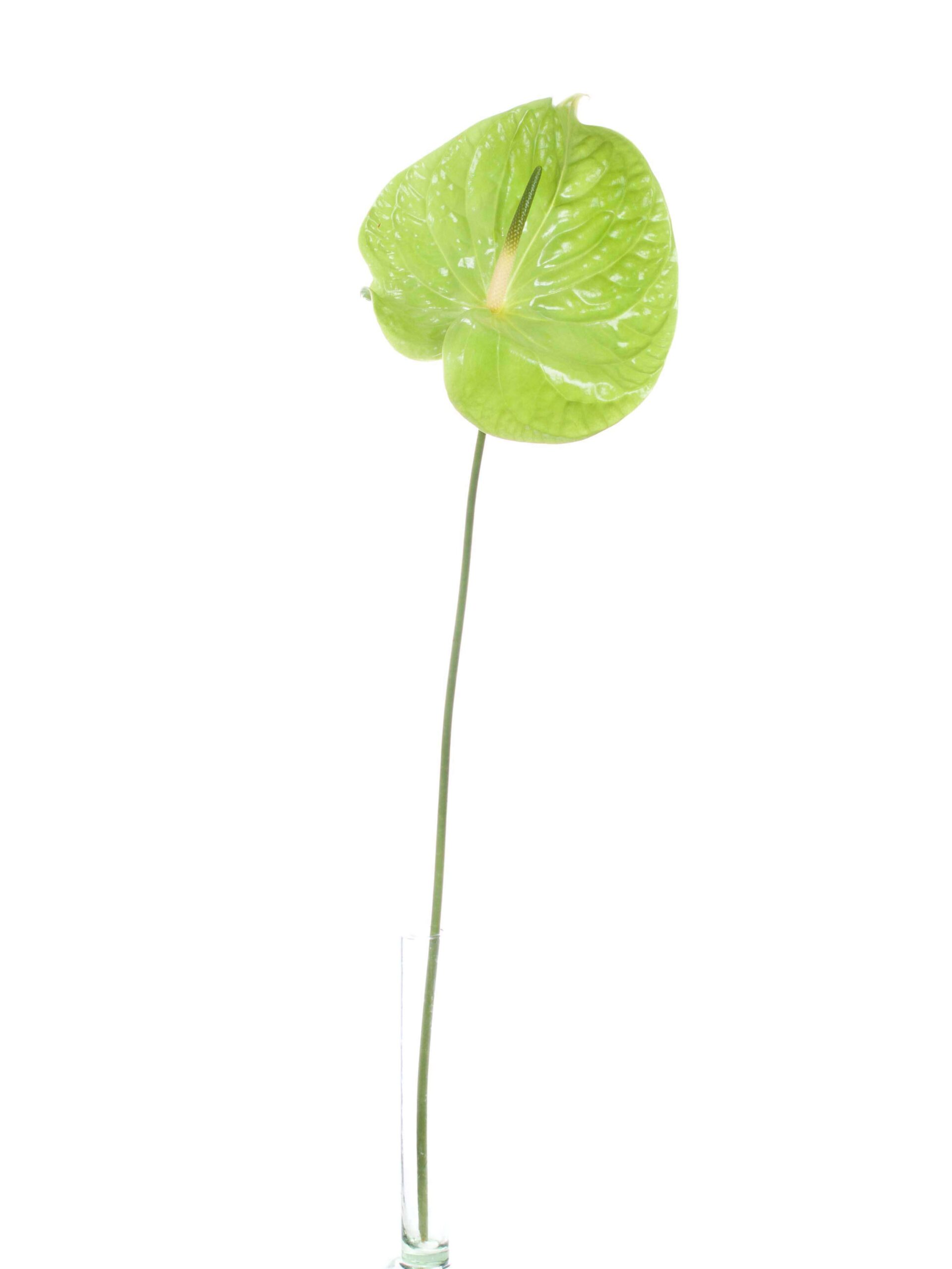 blumigo-anthurie-midori-schnittblume-gr-n-bindegr-n image 4