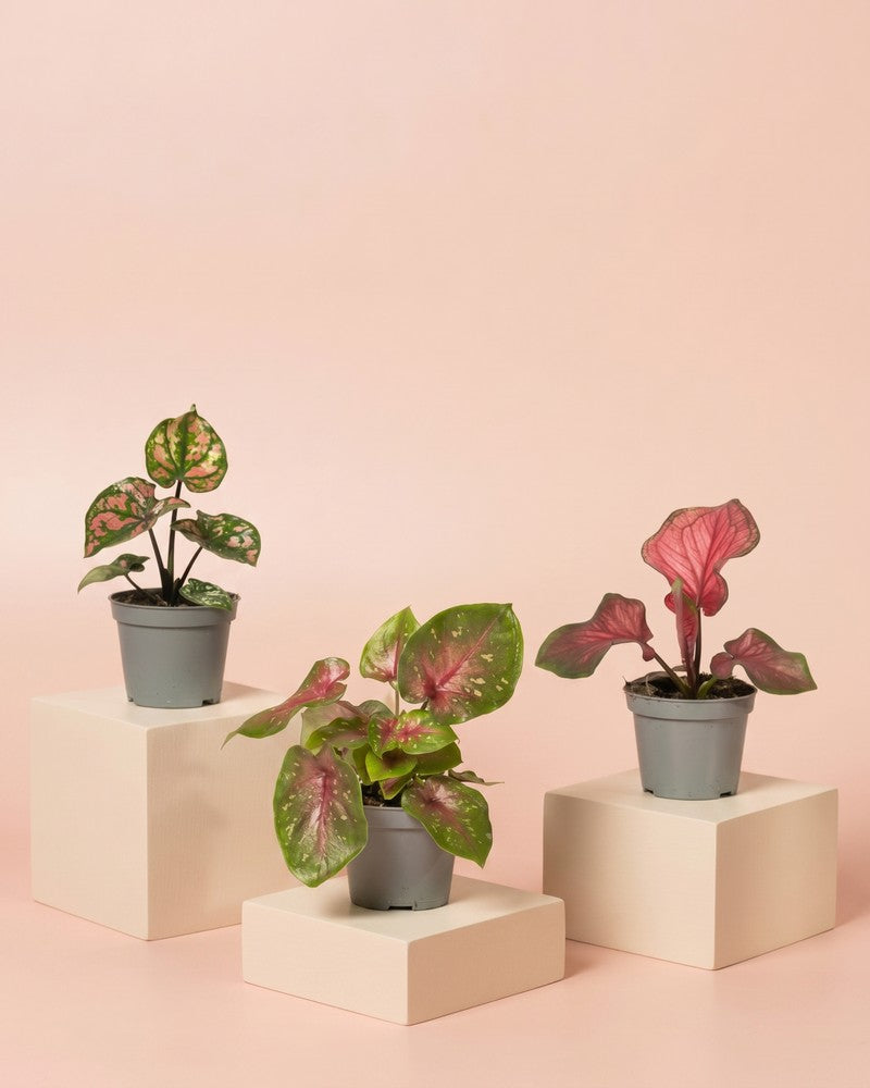 feey-variado-baby-caladium-buntblatt-3er-set-gemischt image 3