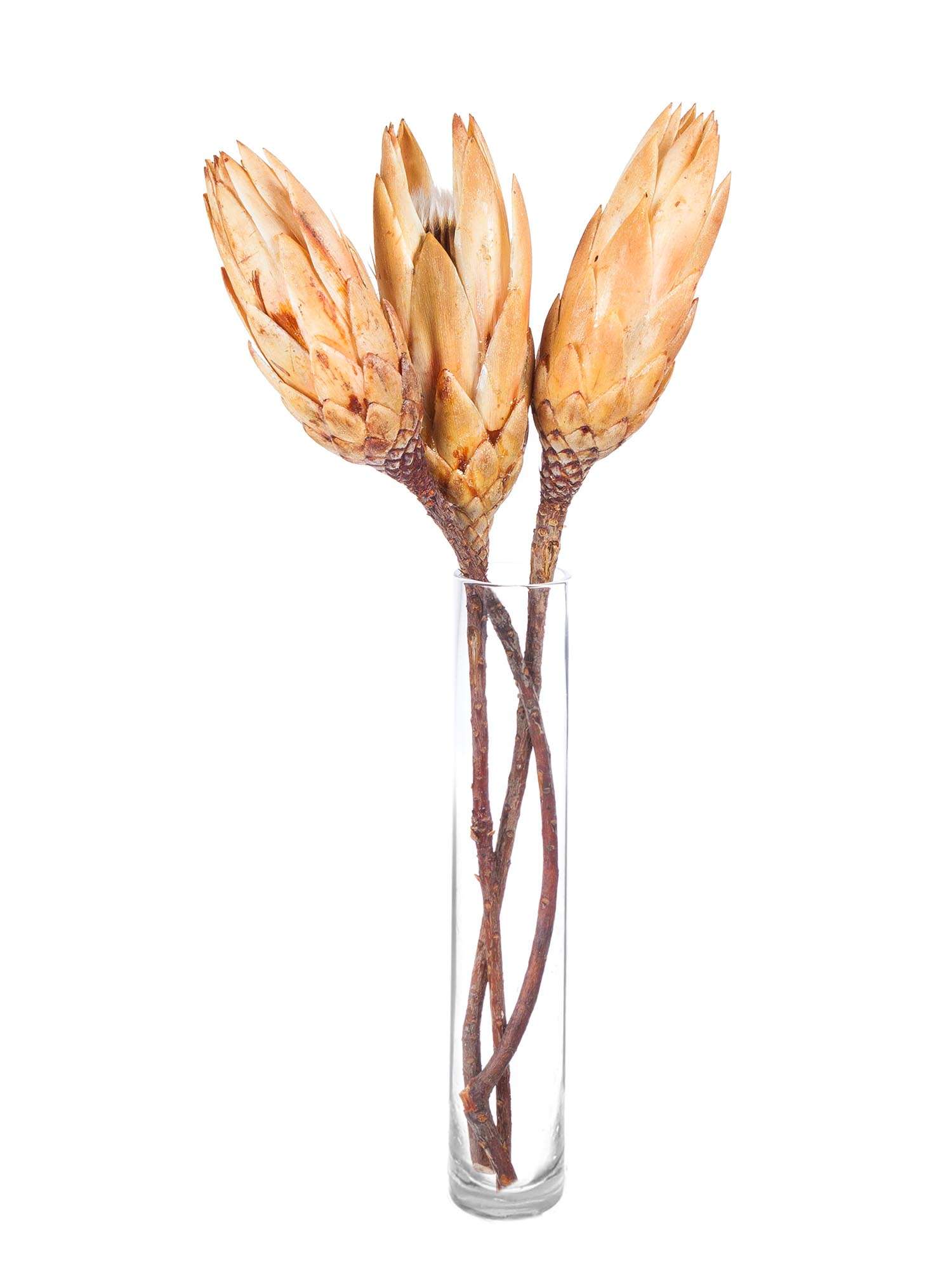 blumigo-protea-repens-trockenblumen-natur-3-st-ck-creme image 2