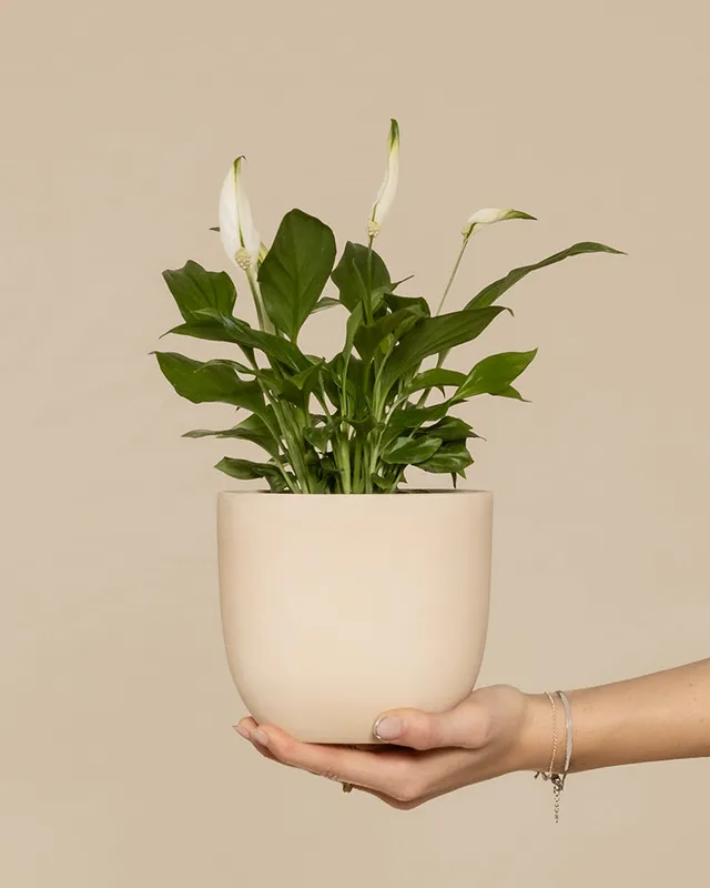 feey-einblatt-spathiphyllum-zimmerpflanze-klein-ohne-topf image 1