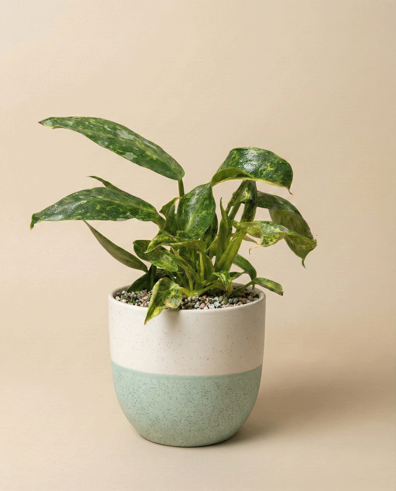 feey-variado-philodendron-jose-buono-zimmerpflanze-ohne-bertopf image 4