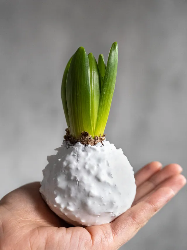 blumigo-fr-hlingsknollen-hyazinthenknollen-wei-mit-flocken image 1