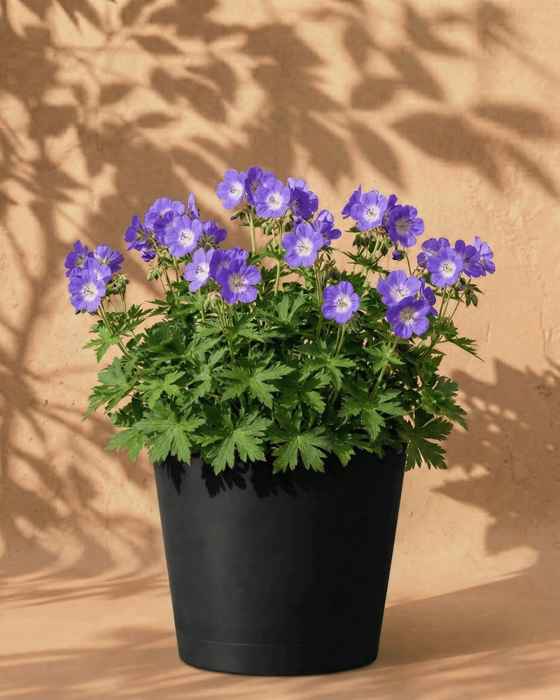 feey-amsterdam-geranium-blau-staude-2-rhizome-zum-eingraben image 5