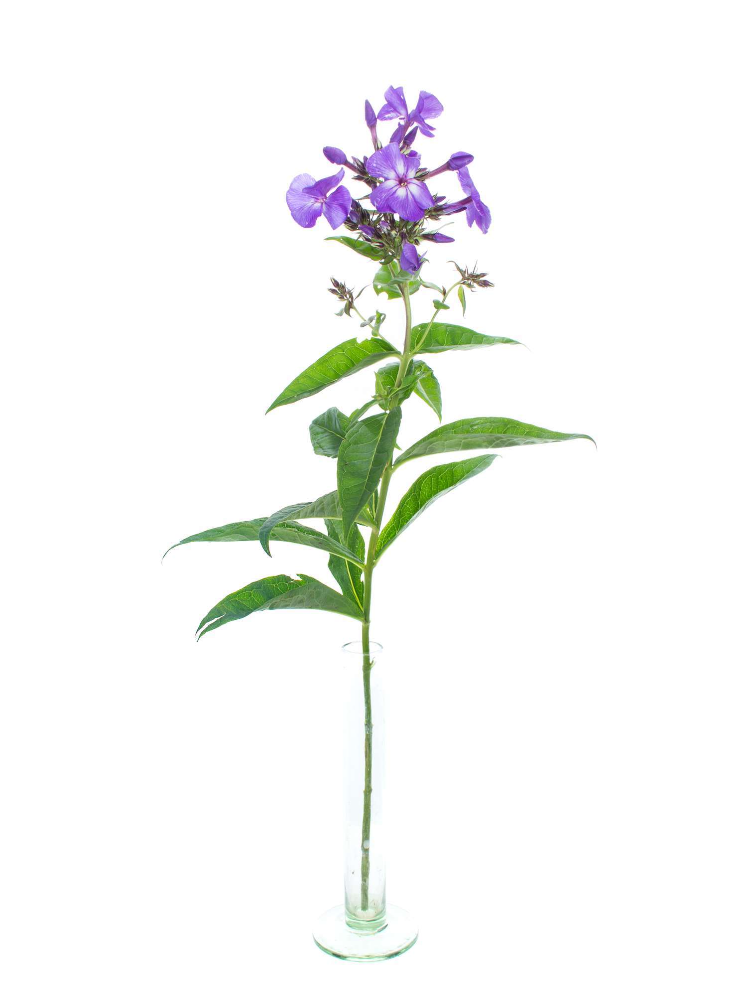 blumigo-phlox-flammenblume-violett-schnittblume-1-stiel image 3