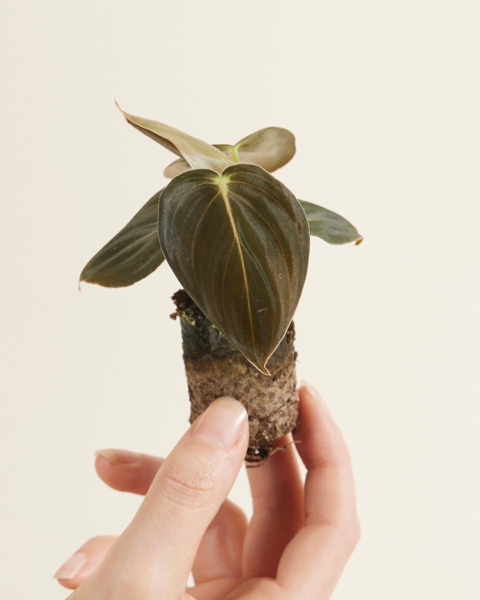 plnts-baby-philodendron-melanochrysum-zimmerpflanze-10cm image 2