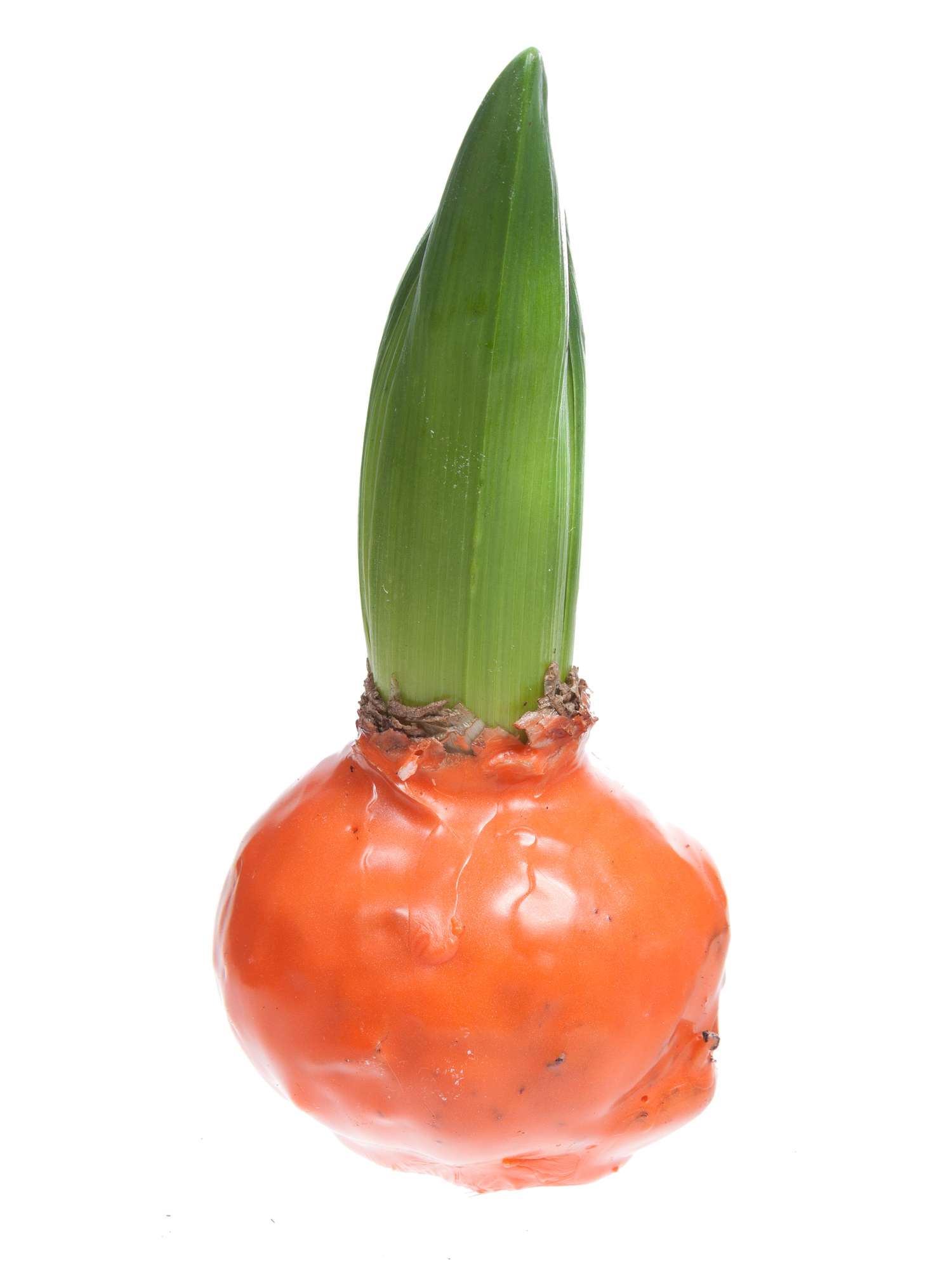 blumigo-hyazinthenknollen-gewachst-orange-deko image 1