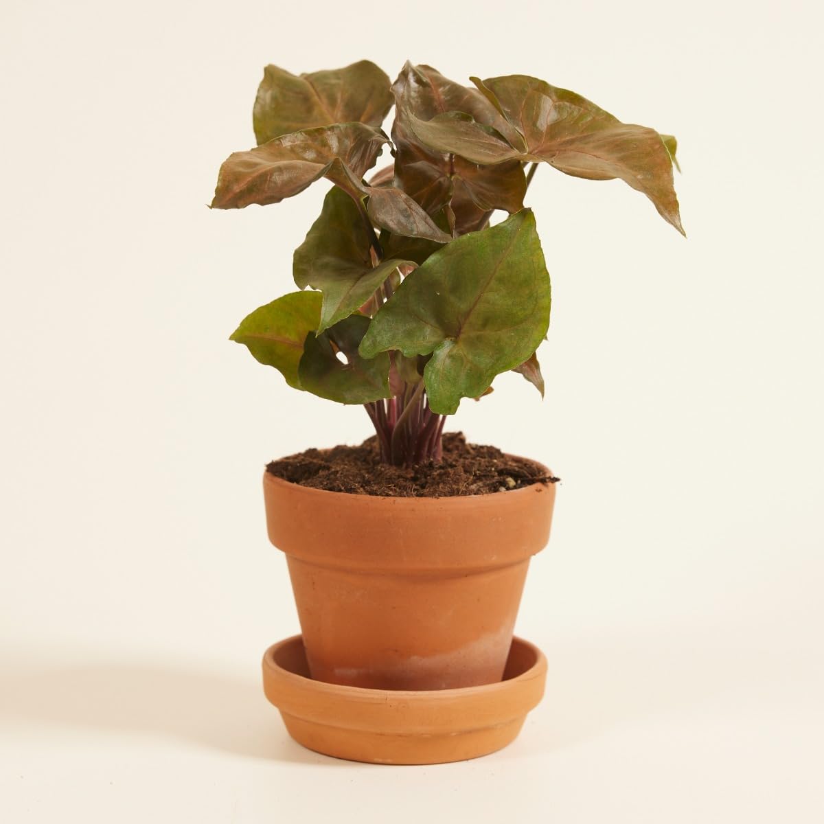 plnts-babyplnts-syngonium-maria-allusion-zimmerpflanze-10-cm-gr-n image 6