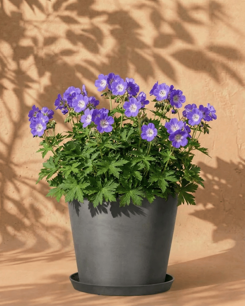 feey-amsterdam-geranium-blau-staude-2-rhizome-zum-eingraben image 6