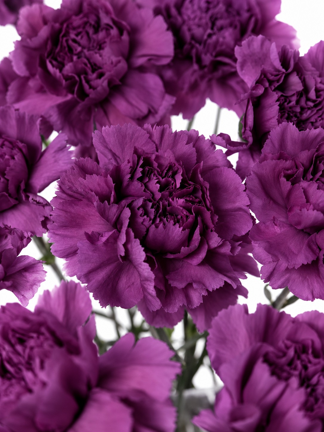 blumigo-nelken-cobalt-thrill-violett-schnittnelke image 1