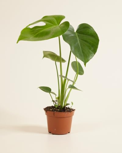 plnts-rareplnts-monstera-deliciosa-zimmerpflanze-45cm-12cm-topf image 8