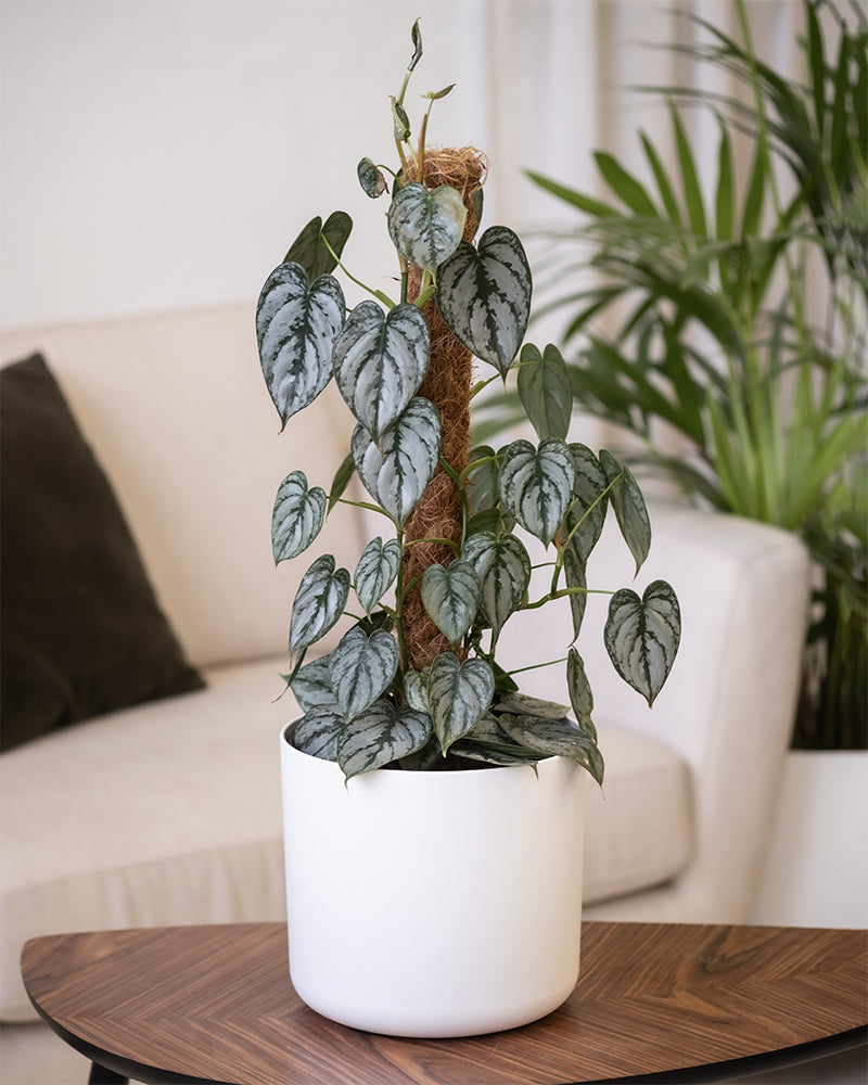 feey-variado-philodendron-brandtianum-50-60-cm-o-topf image 4
