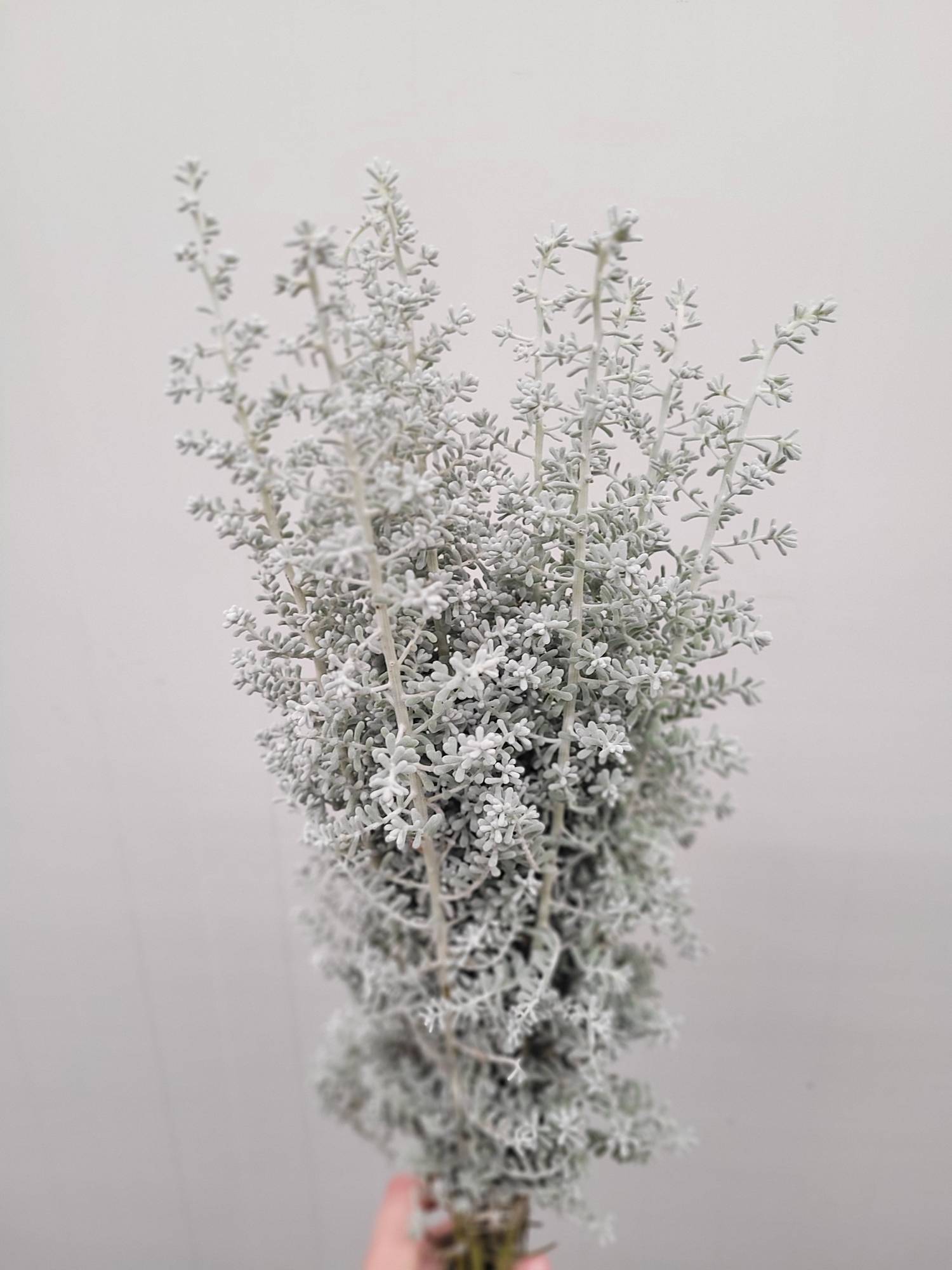 blumigo-bluebush-blattwerk-kochia-maireana-silber image 2