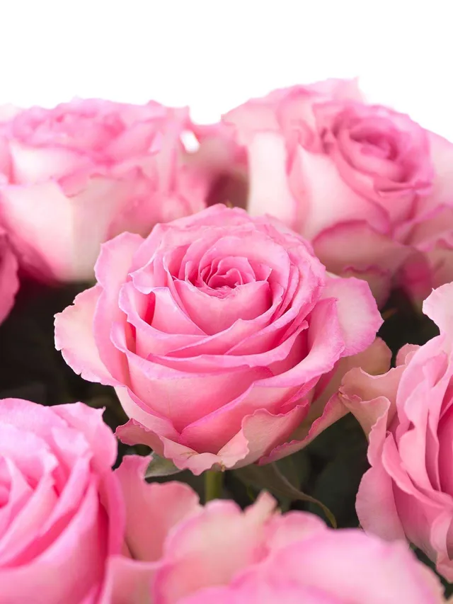 blumigo-rosen-sweet-unique-schnittrosen-pink-rosa-frisch image 1