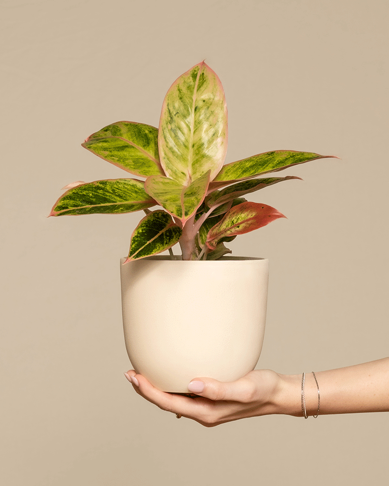 feey-variado-buntes-aglaonema-trio-zimmerpflanzen-3er-set image 6