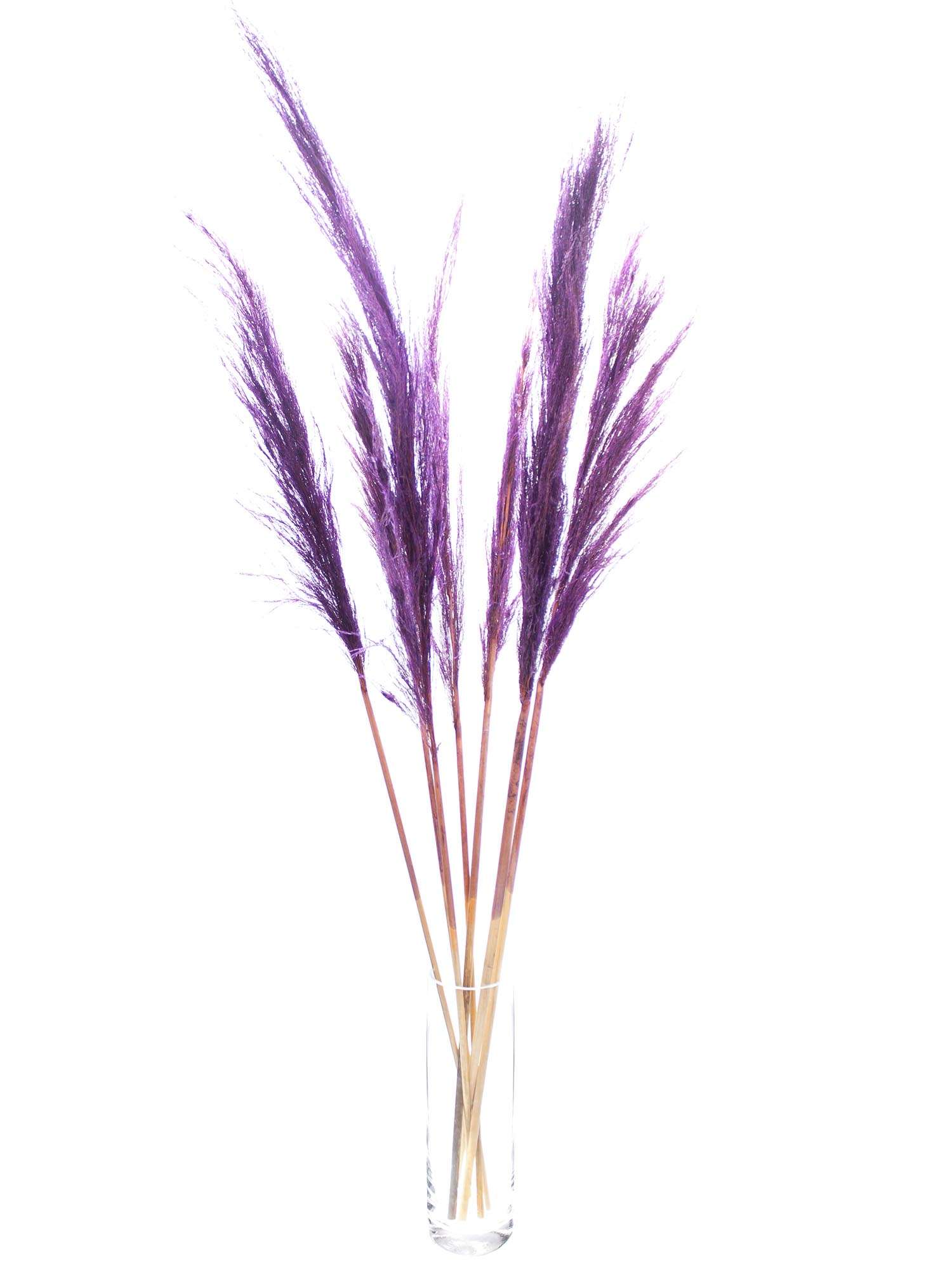 blumigo-trockenblumen-pampasgras-getrocknet-violett-bund image 2
