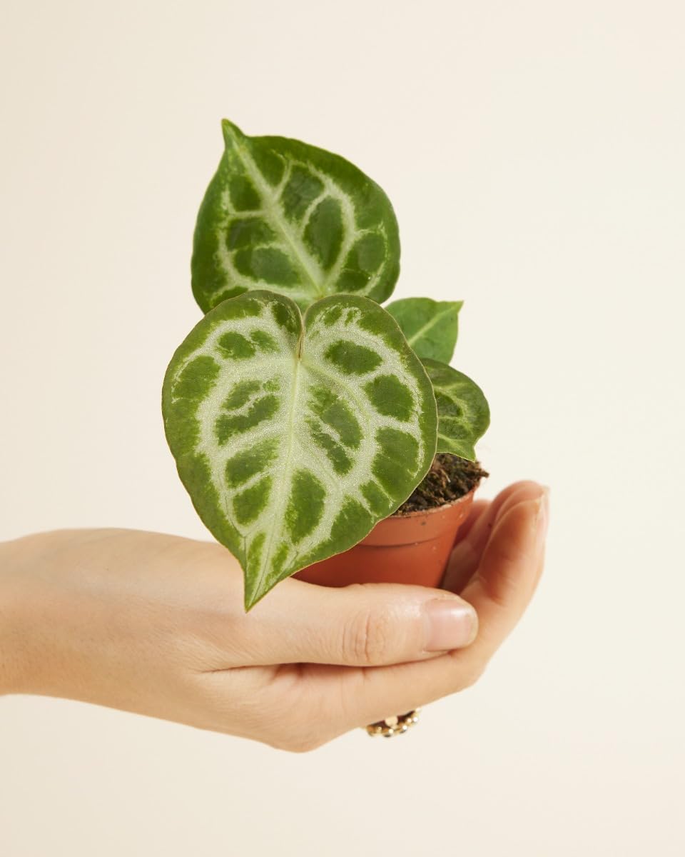 plnts-babyplnts-anthurium-silver-blush-babypflanze-10cm-tropisch image 1