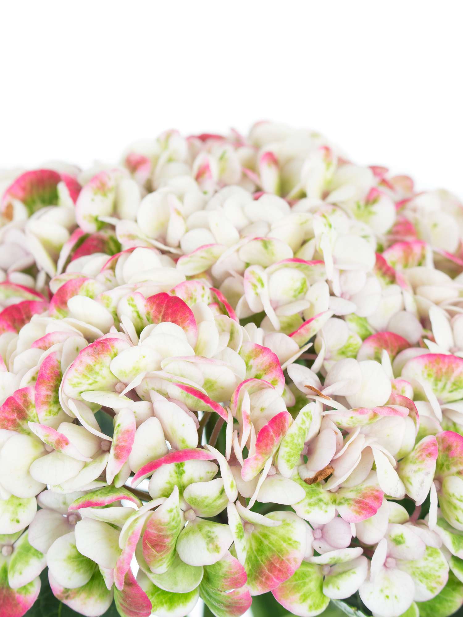 blumigo-hortensien-revolution-classic-schnittblume-creme-gr-n-1-stiel image 2
