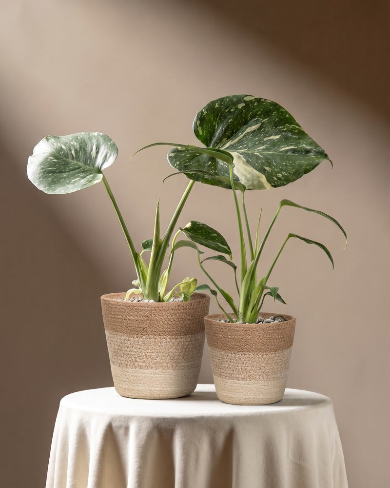 feey-variado-monstera-rarit-ten-duo-thai-flame-set image 5
