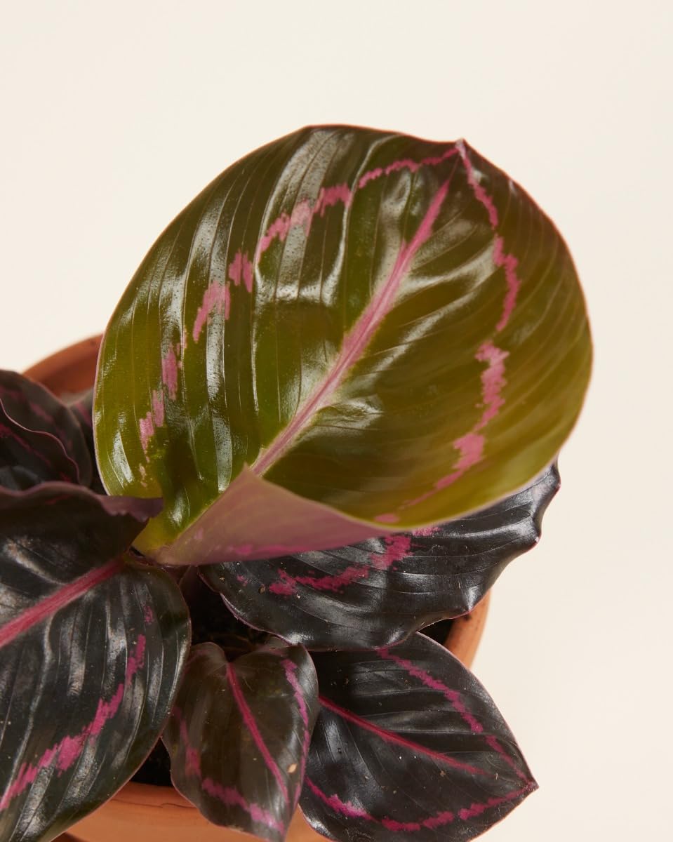 plnts-babyplnts-calathea-dottie-zimmerpflanze-15-cm-rosa image 4