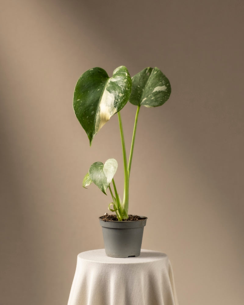 feey-variado-monstera-thai-constellation-babypflanze-panaschiert-ohne-bertopf image 3