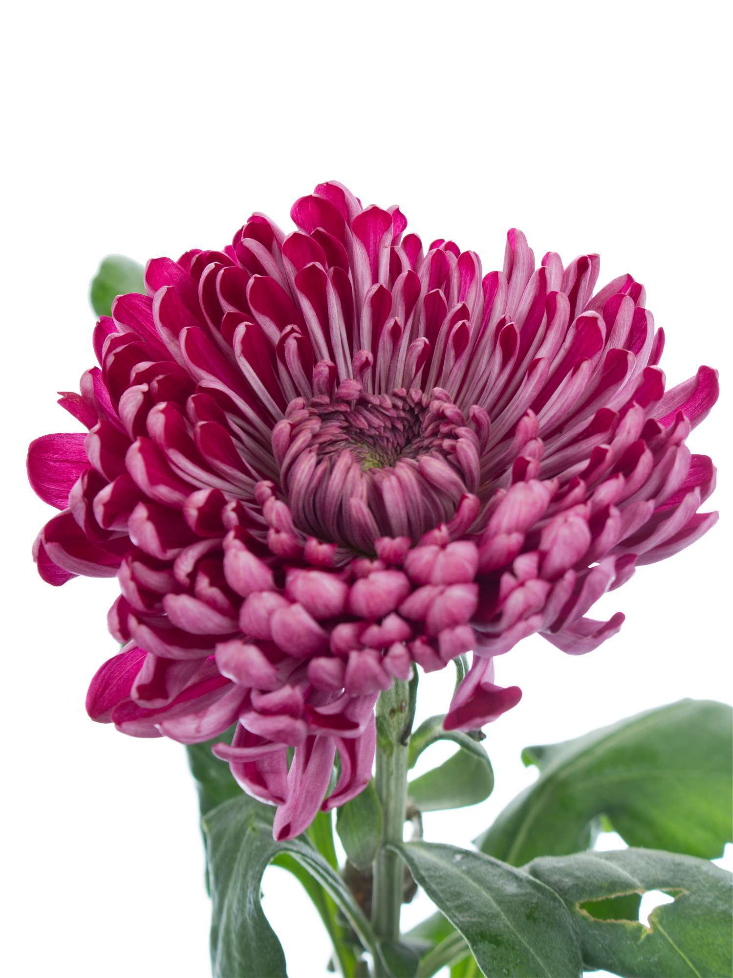 blumigo-chrysanthemen-sheer-purple-lila-stiel image 1