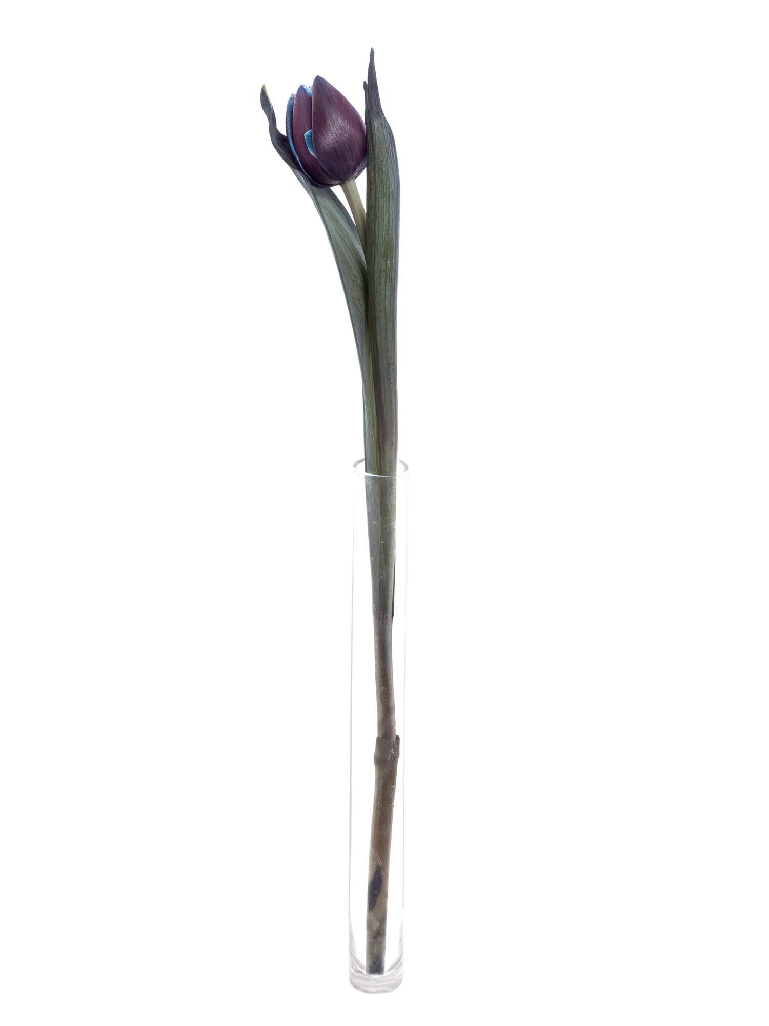 blumigo-tulpen-moscow-midnight-gef-llt-blau-pink image 5