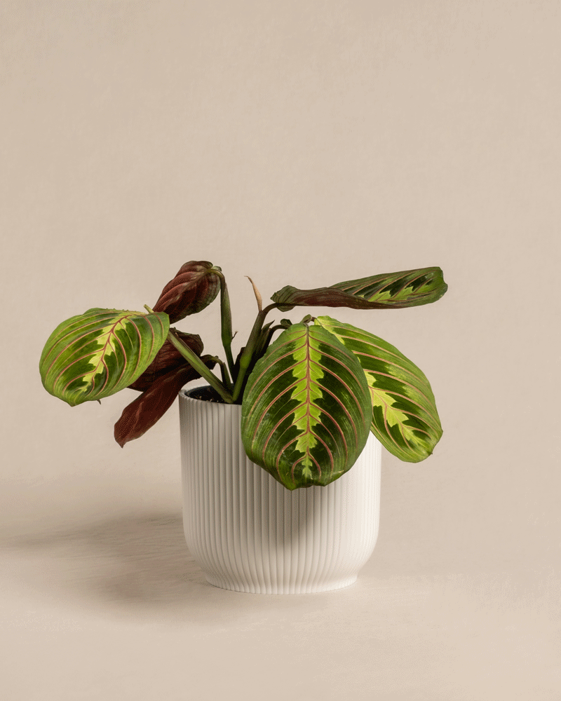 feey-variado-maranta-zimmerpflanze-ohne-bertopf-tierfreundlich image 8