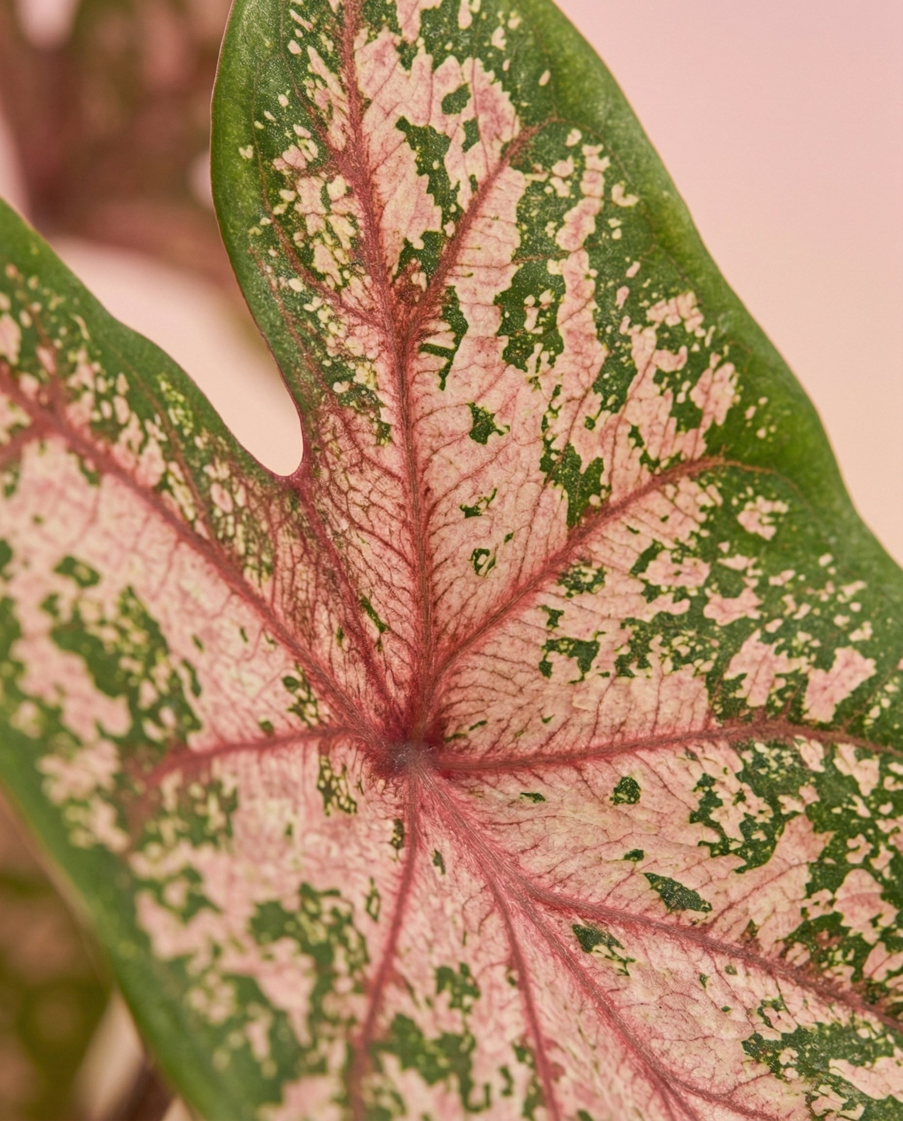 feey-variado-caladium-carolyn-whorton-zimmerpflanze-bunt image 8