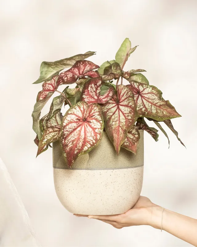 feey-variado-caladium-bicolor-zimmerpflanze-bunte-bl-tter image 1