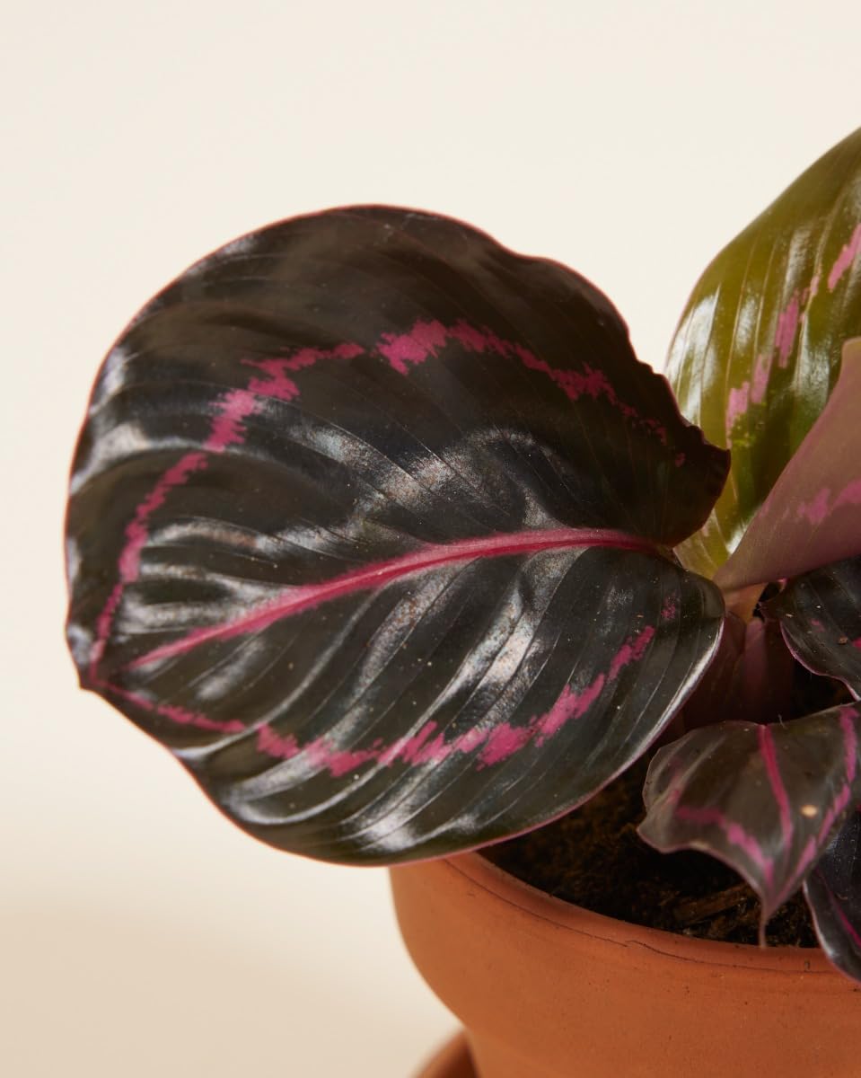 plnts-babyplnts-calathea-dottie-zimmerpflanze-15-cm-rosa image 3