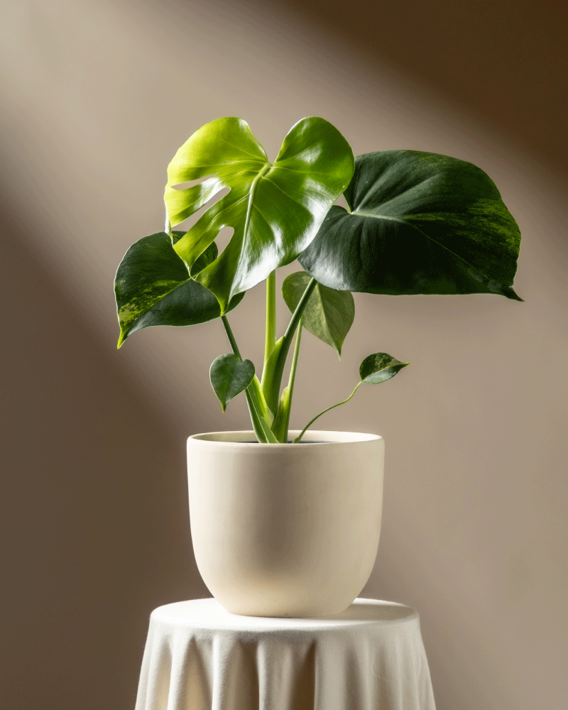 feey-variado-monstera-aurea-zimmerpflanze-gelb-panaschiert image 6