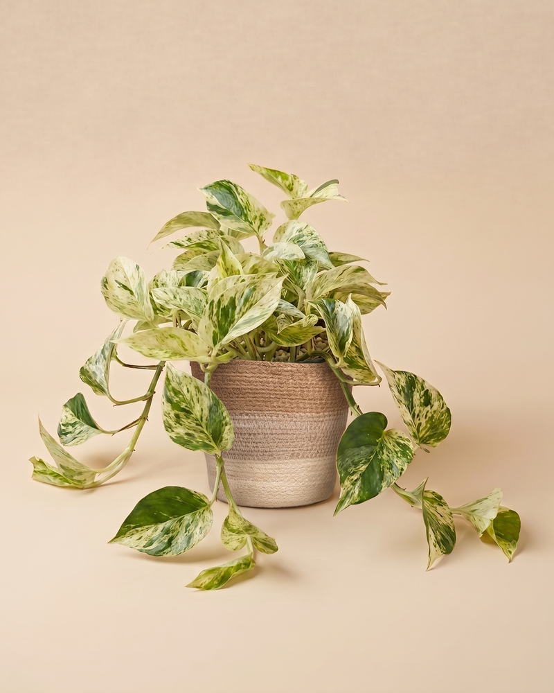 feey-variado-efeutute-marble-queen-gro-h-ngepflanze-wei-gr-n image 8