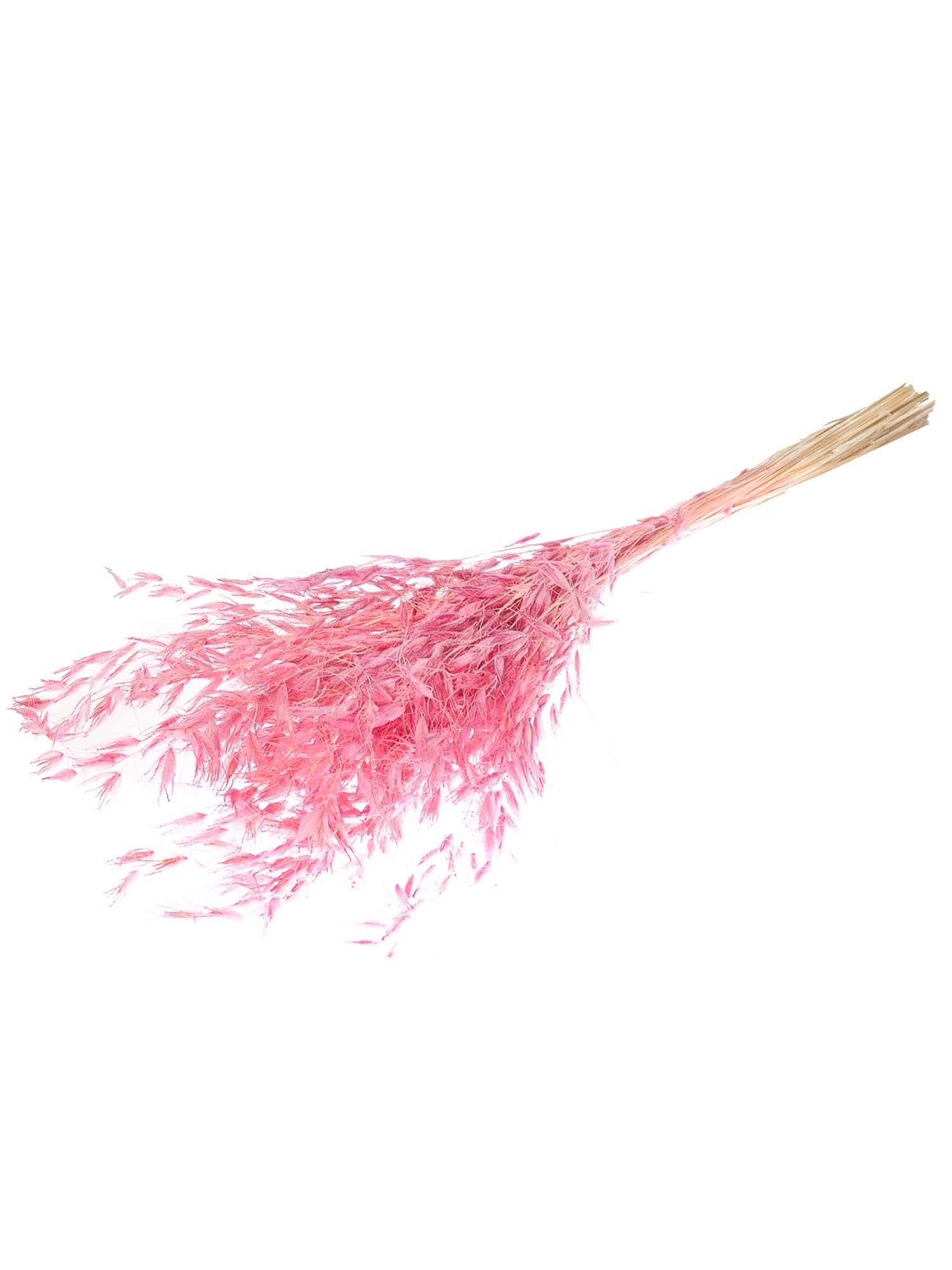 blumigo-avena-hafer-trockenblumen-rosa-gef-rbt image 2
