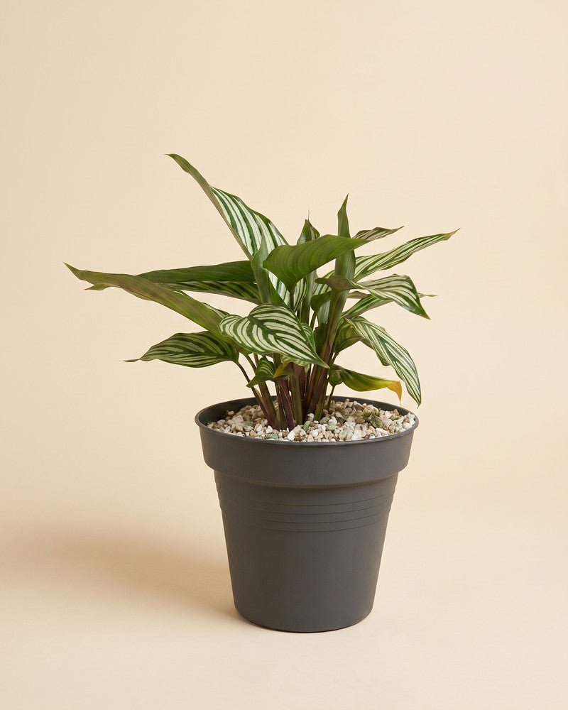 feey-variado-calathea-vittata-korbmarante-tierfreundlich image 3