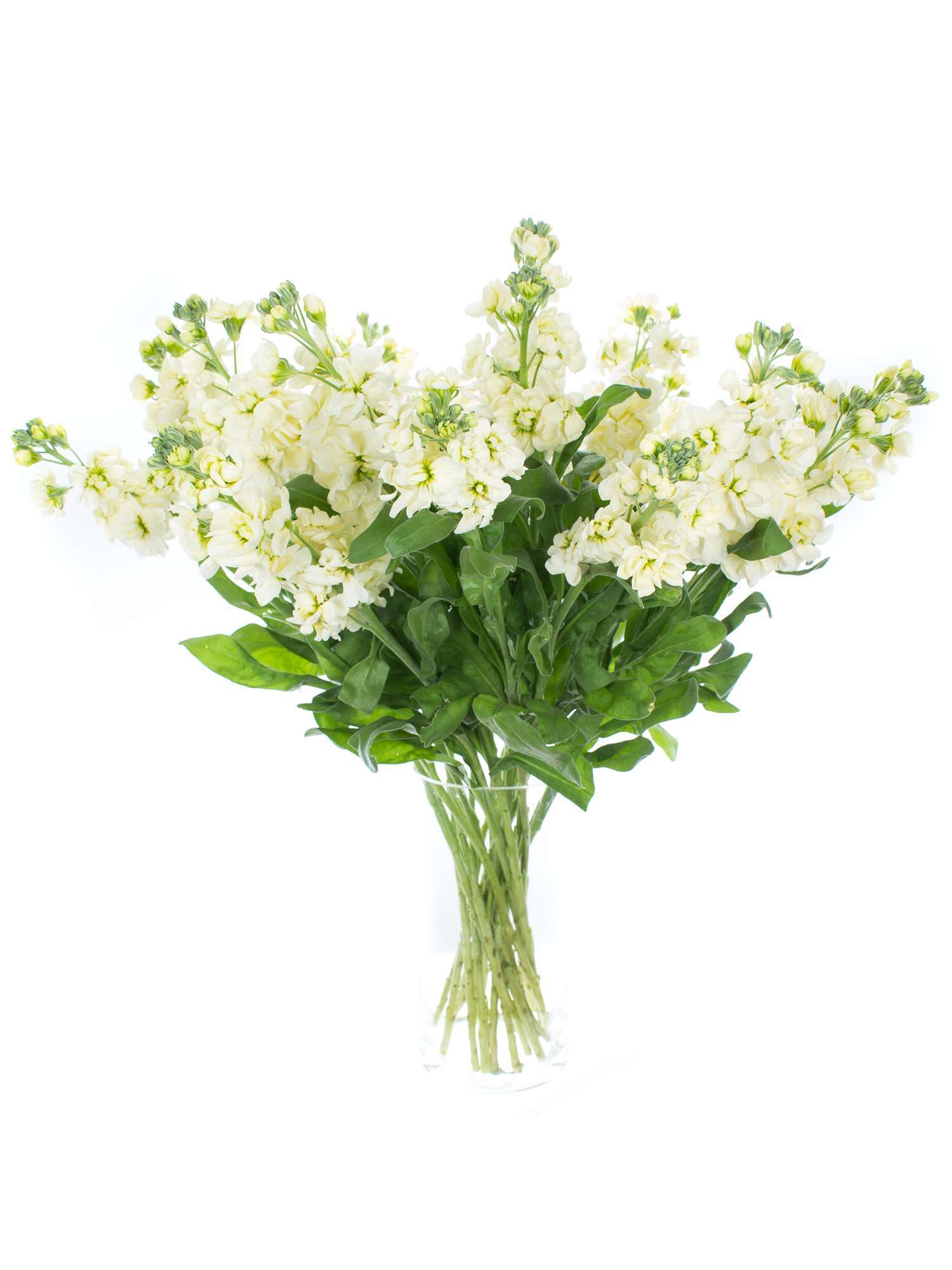 blumigo-levkojen-centrum-cream-schnittblume-creme-duft image 2