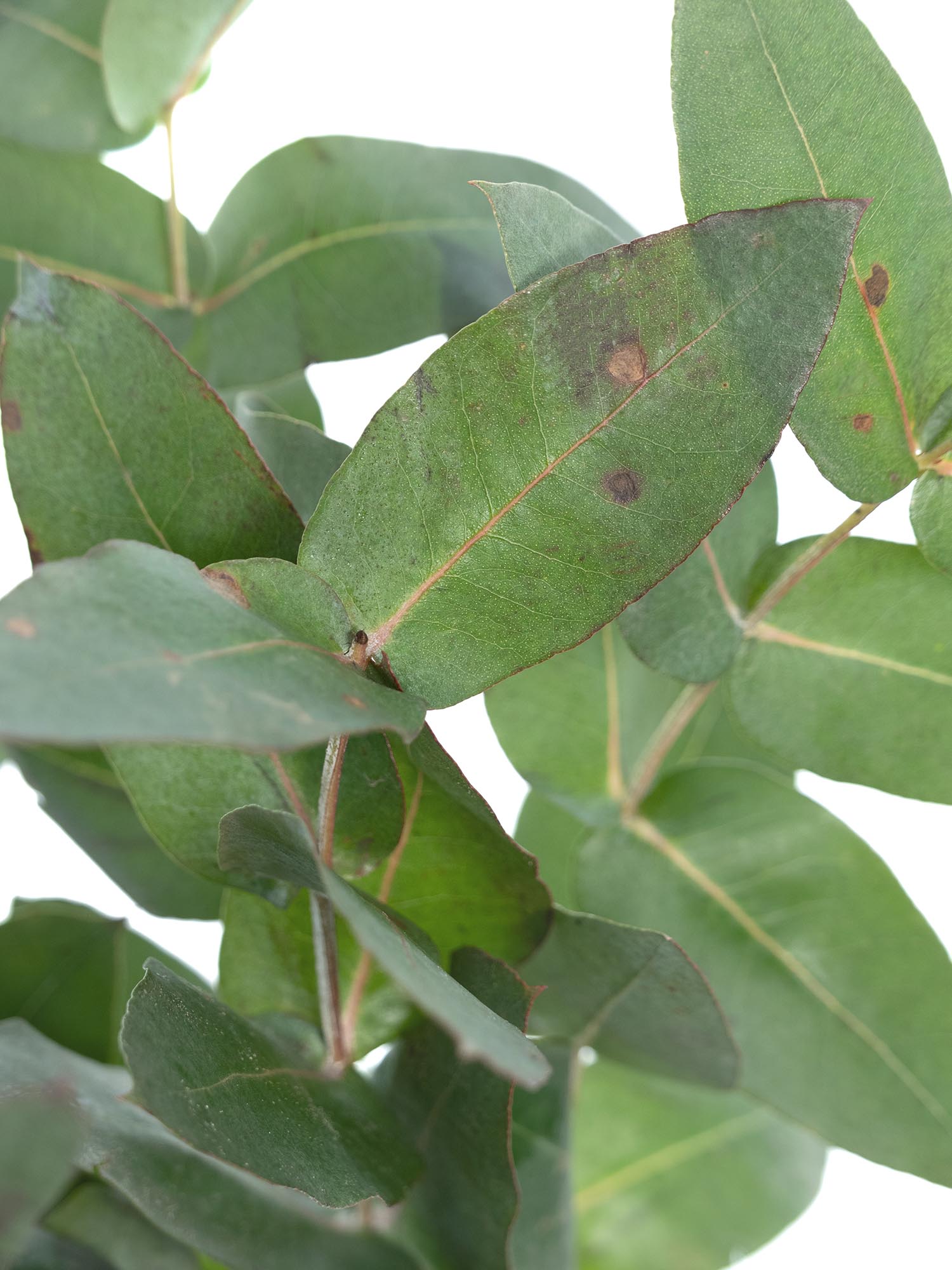 blumigo-robusta-eukalyptus-gr-n-bund-frisch-deko-gr-n image 5