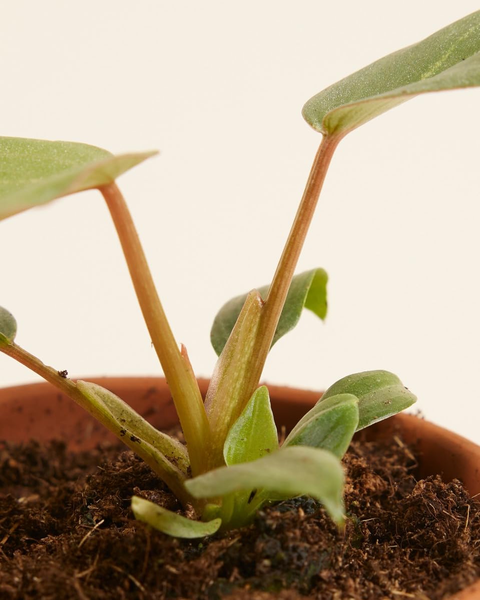 plnts-babyplnts-philodendron-gloriosum-dark-form-baby-10cm image 4