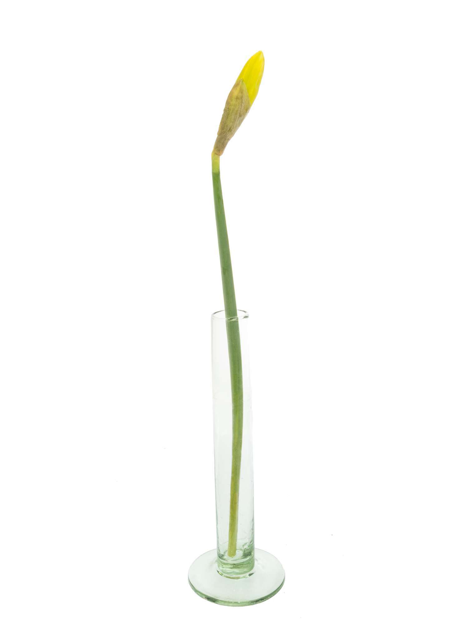 blumigo-fr-hlingsknollen-narzissen-dutch-master-schnittblume-gelb image 4