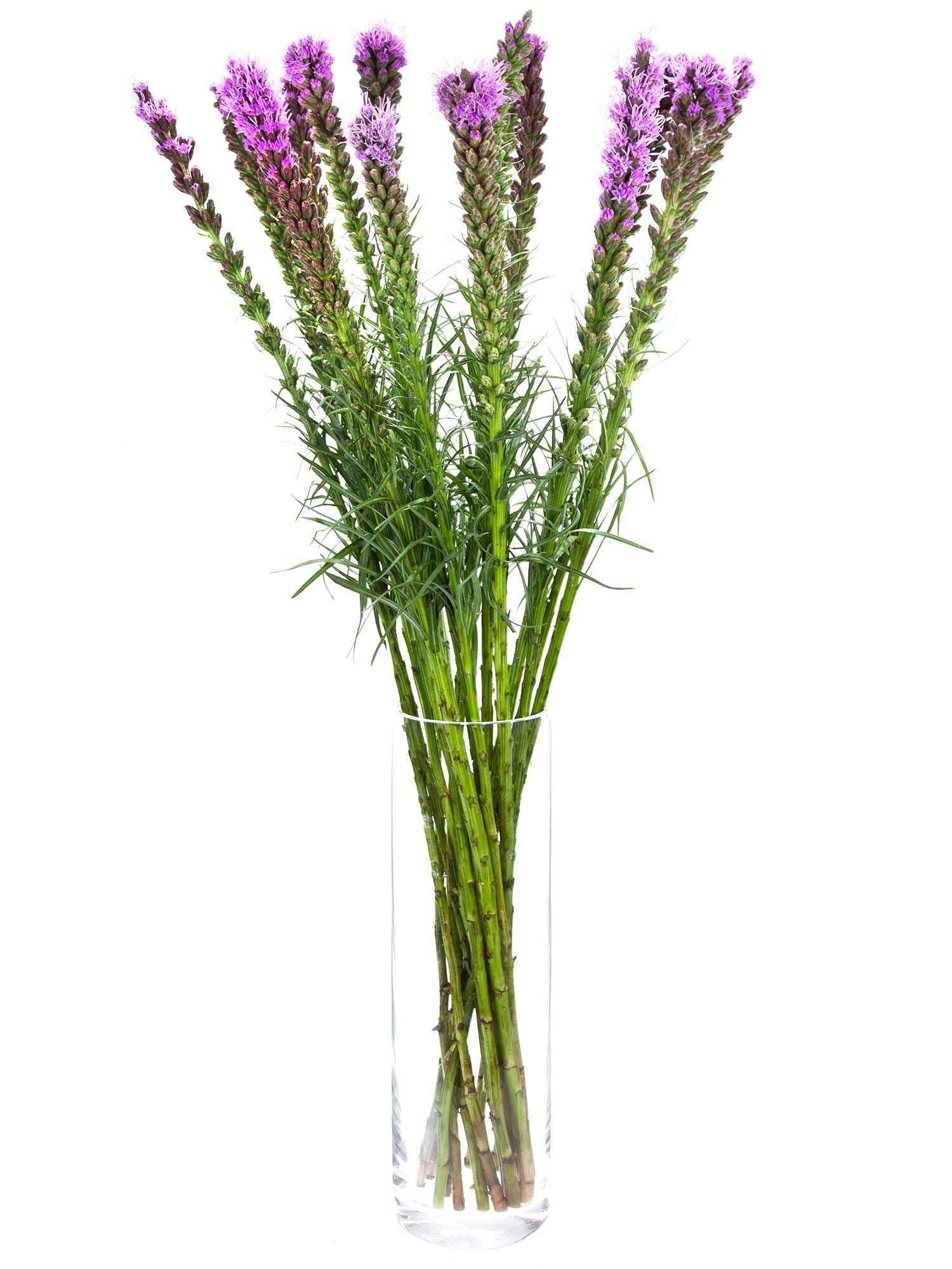 blumigo-liatris-spicata-schnittblume-violett image 2