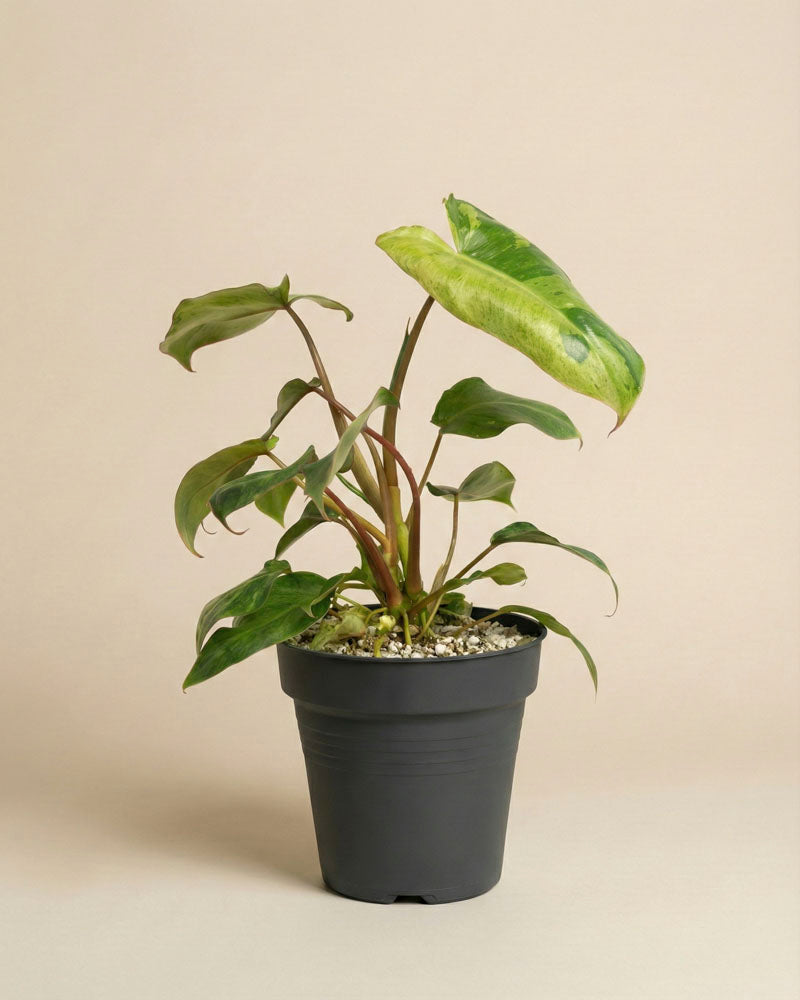 feey-variado-philodendron-paraiso-verde-zimmerpflanze image 3
