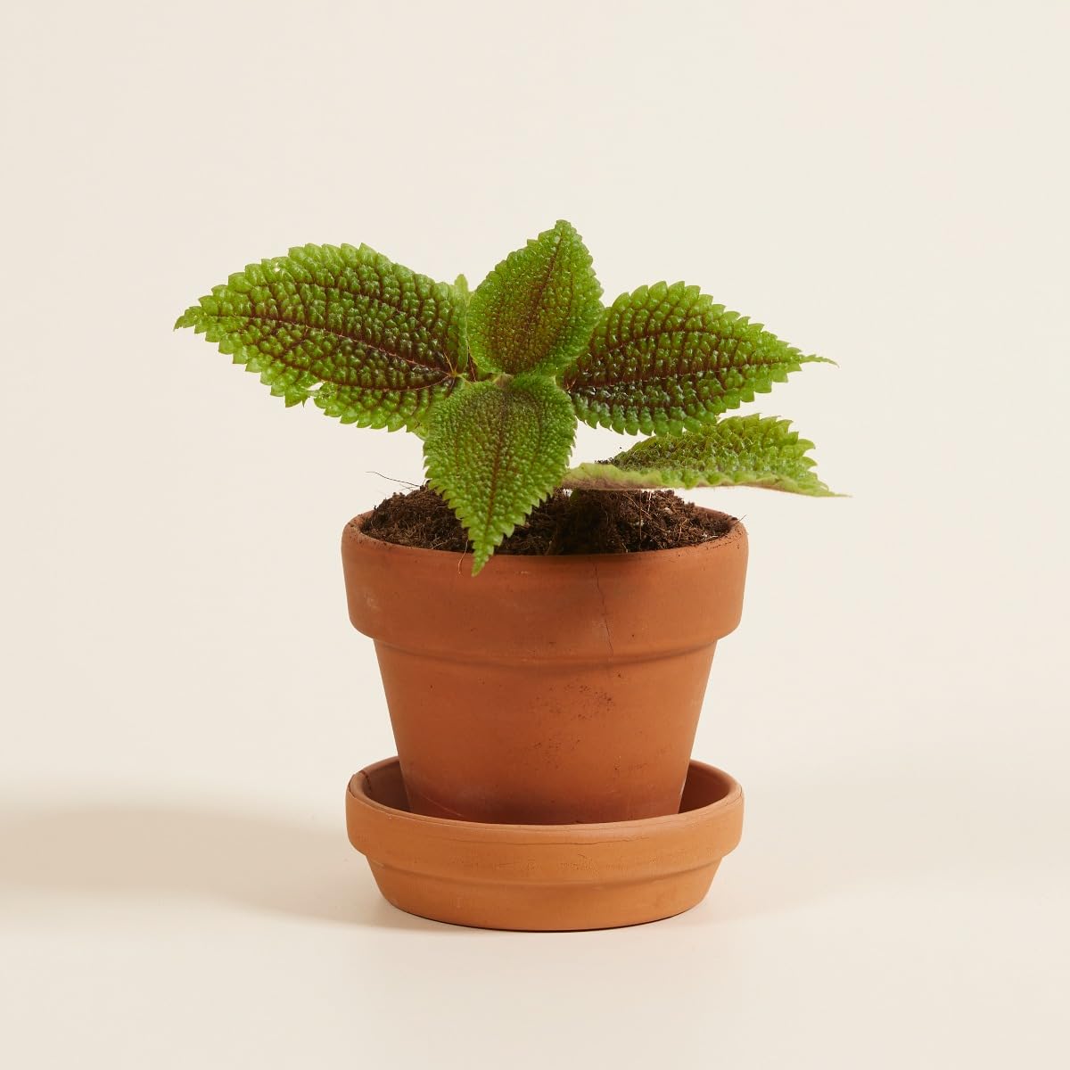 plnts-babyplnts-pilea-moon-valley-zimmerpflanze-6cm-topf image 4