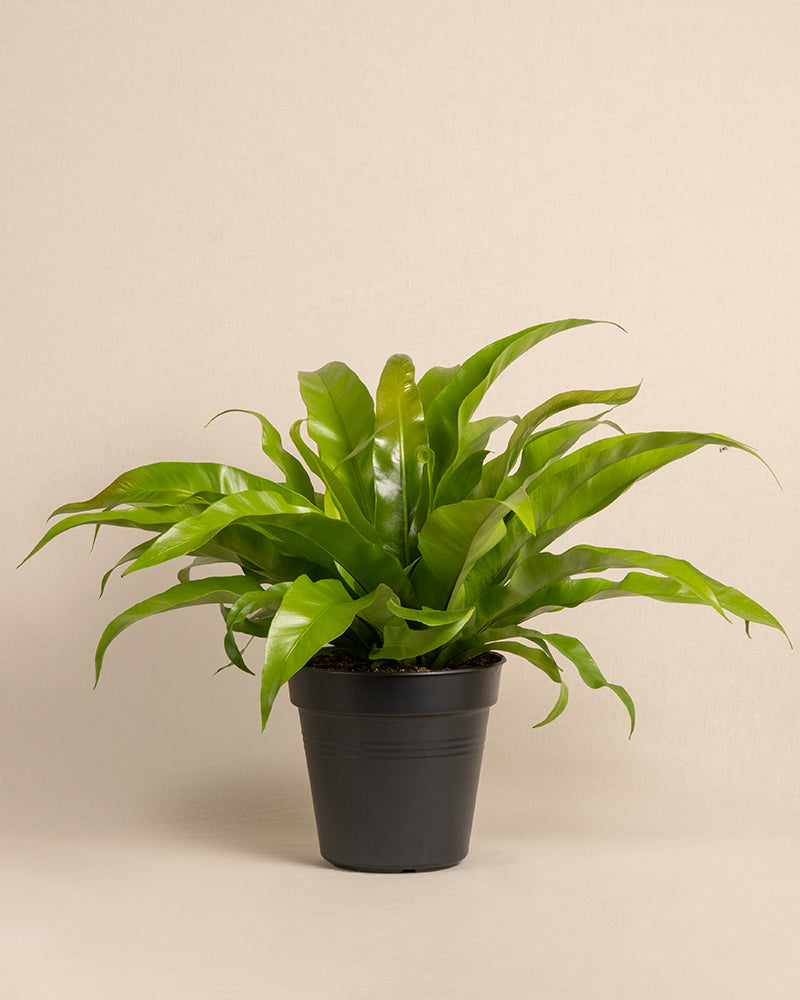 feey-nestfarn-asplenium-zimmerpflanze-tierfreundlich image 3